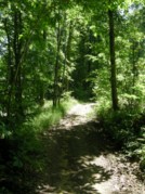 La forêt de Mondini